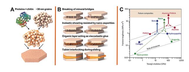 耐疲勞生物石墨烯納米復合材料 耐疲勞生物石墨烯納米復合材料